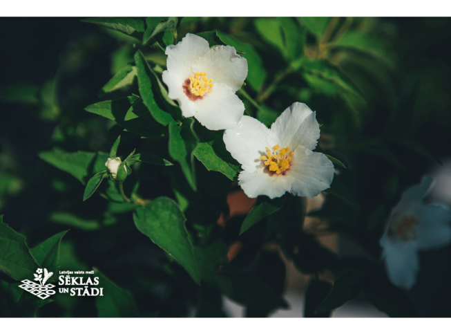 Philadelphus   'Belle Etoile'